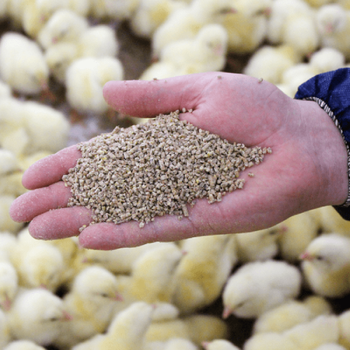 Broiler Feed
