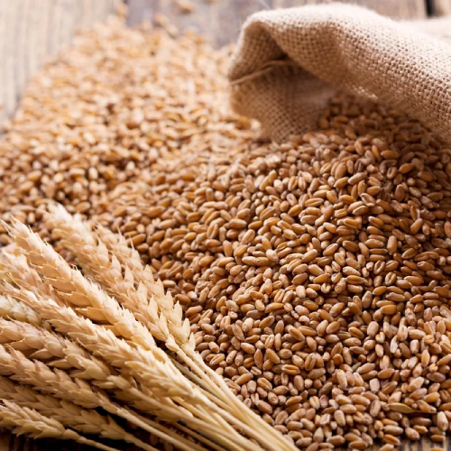 Wheat