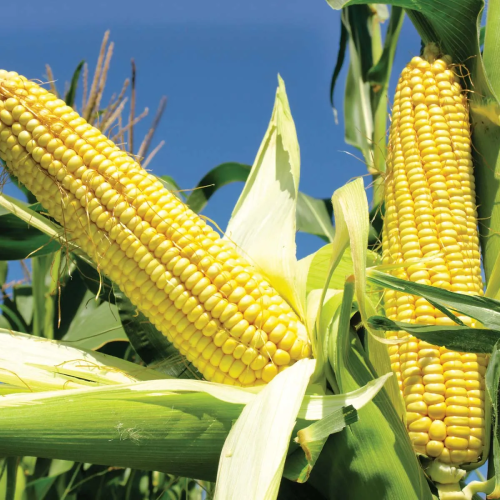 Corn (Maize)