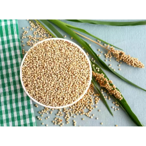 Sorghum (Jowar)